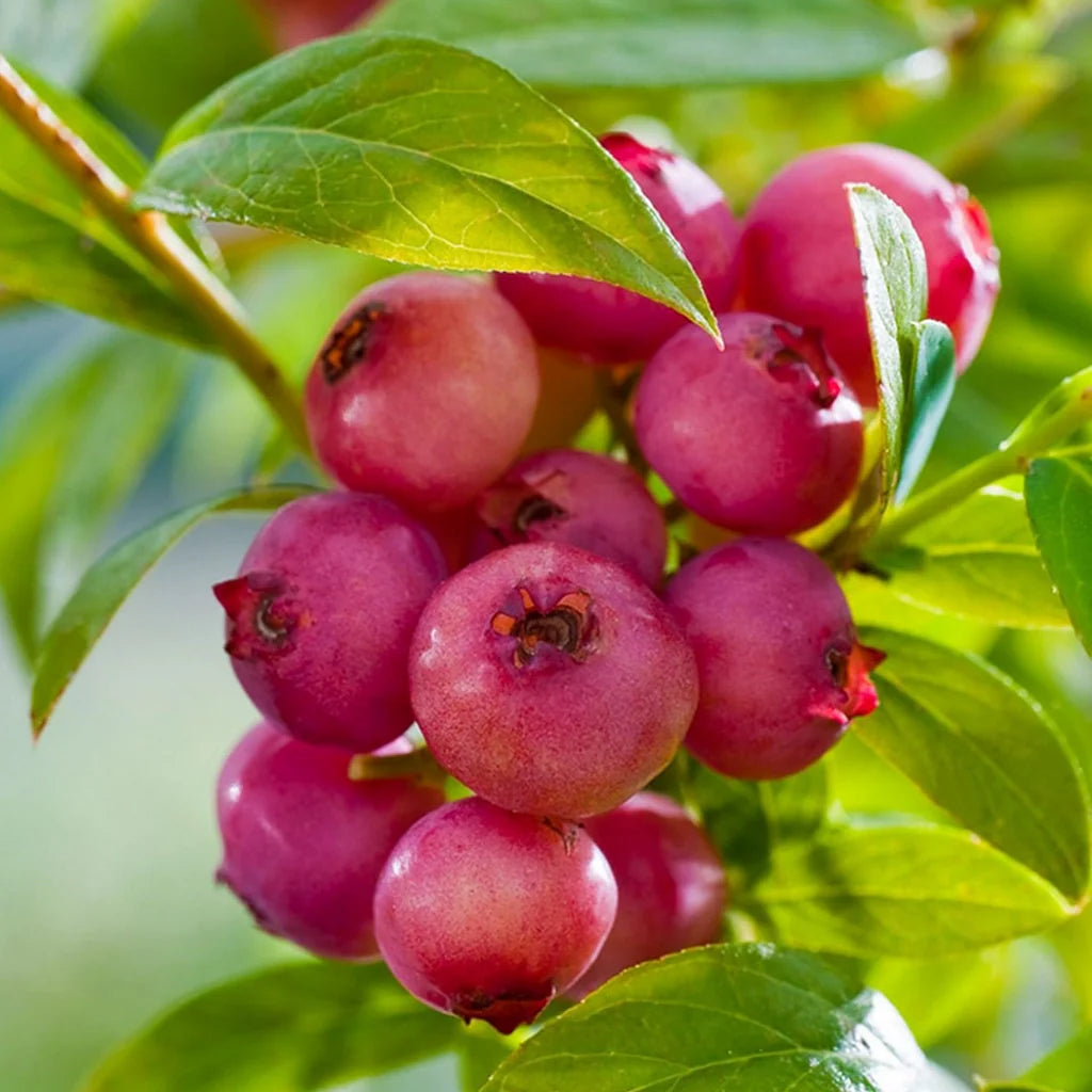 Afin Pink Blueberry