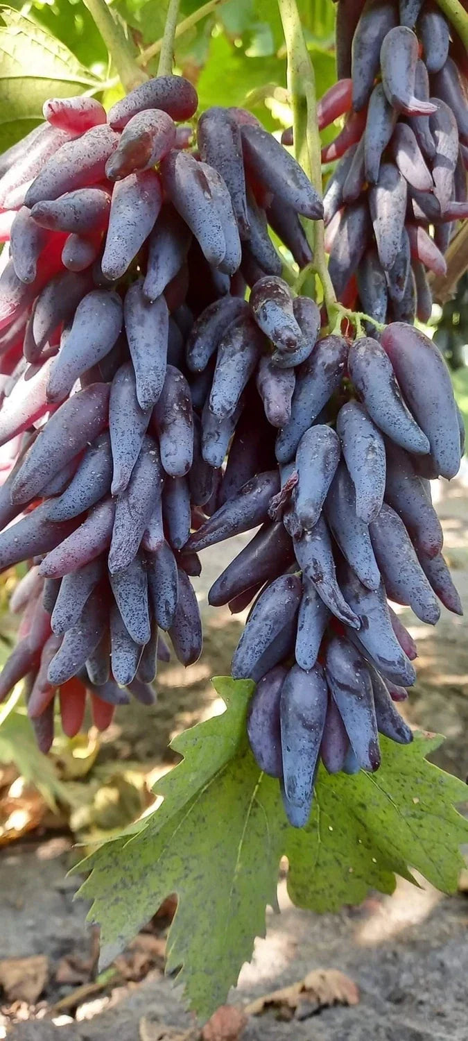 Butasi vita de vie Halloween