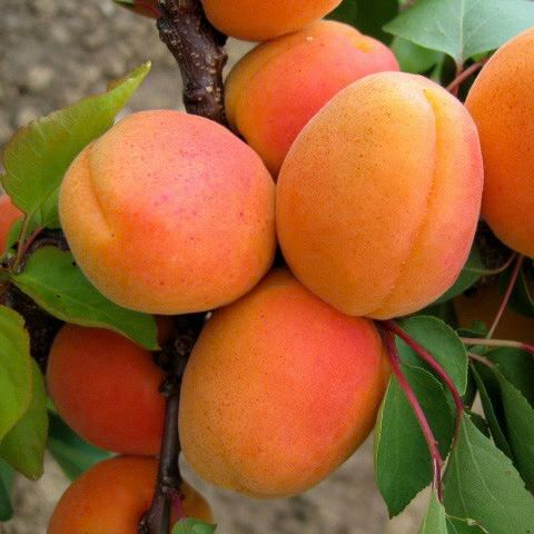 Cais columnar Aurolla