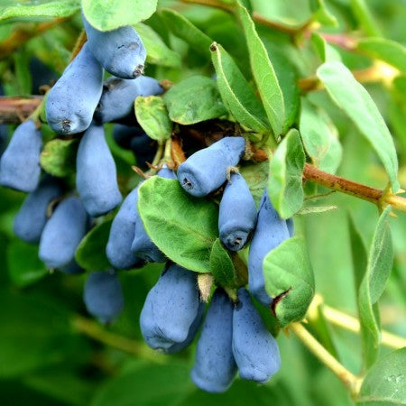 Afin Siberian Lonicera Zojka