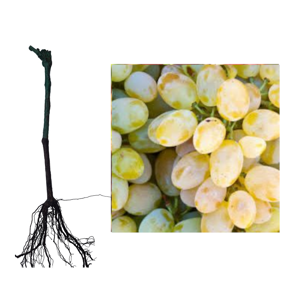 Butasi vita de vie Belgrad Seedless