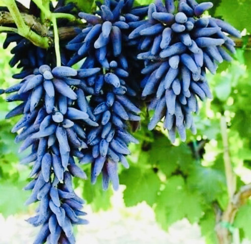 Butasi vita de vie Avatar