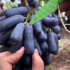 Butasi vita de vie Moon Drops