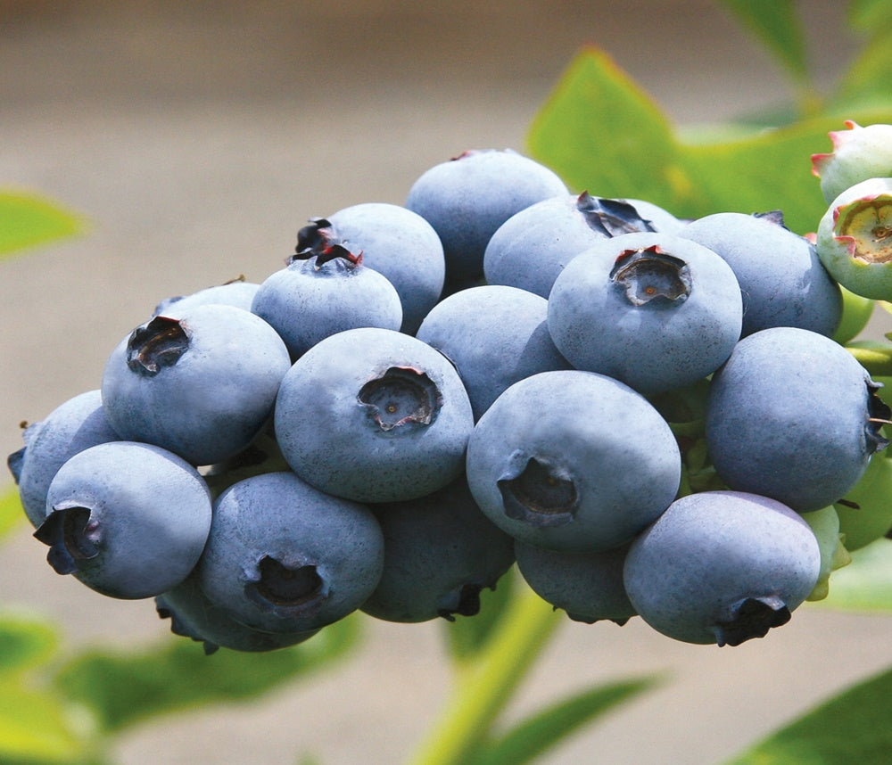 Afin de Cultur? Toro