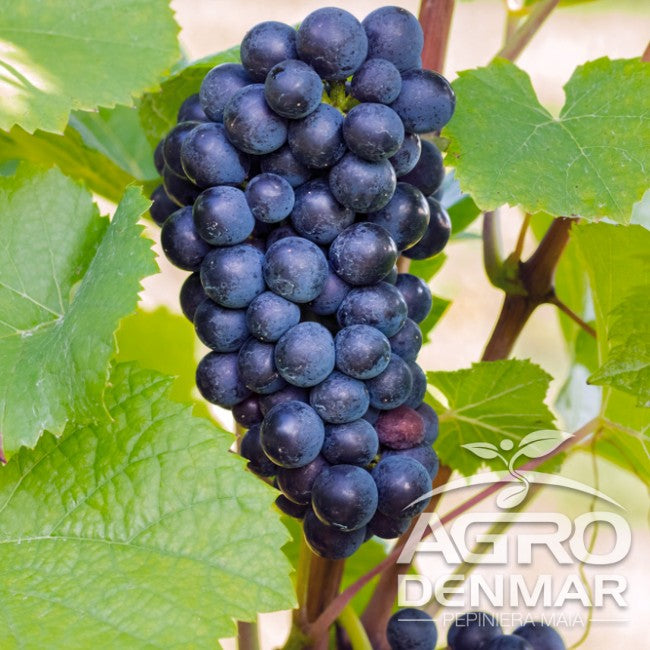 Butasi vita de vie Pione