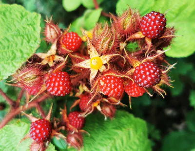 Zmeur? Japonez? (Rubus Phoenicolasius)