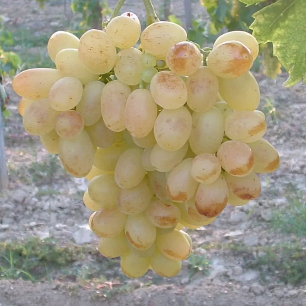 Butasi vita de vie Eva