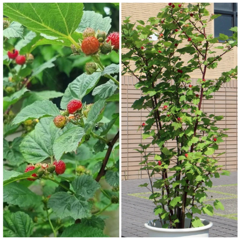 Zmeur Columnar Tower