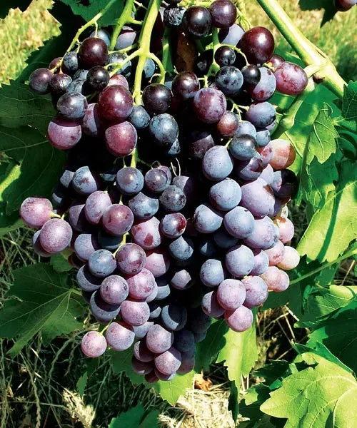 Butasi vita de vie Kismis Moldavski