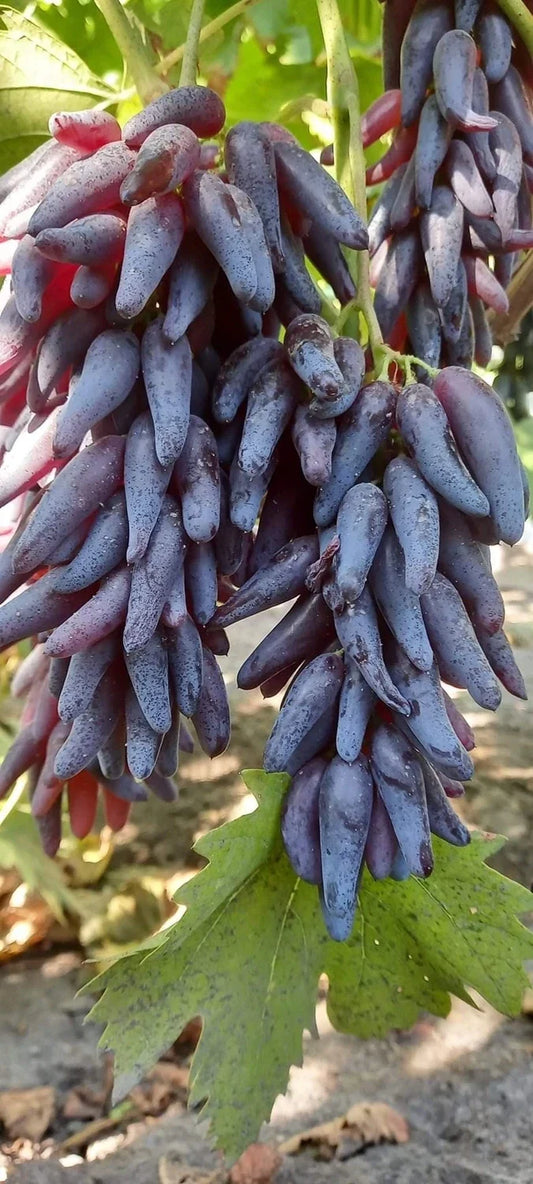 Butasi vita de vie Halloween