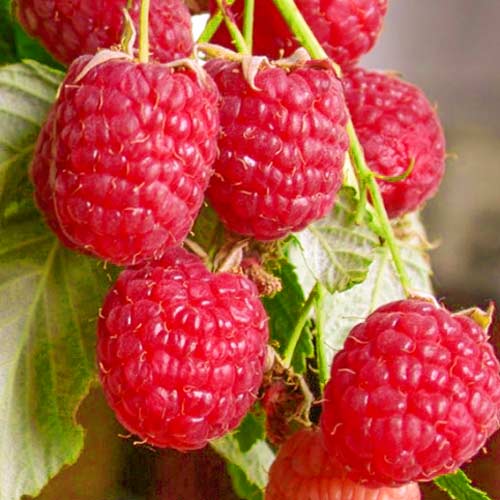 Zmeur Polana Remontant