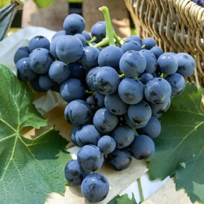 Butasi vita de vie Alphonse Lavallee