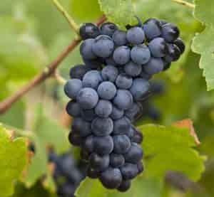 Butasi vita de vie Shiraz