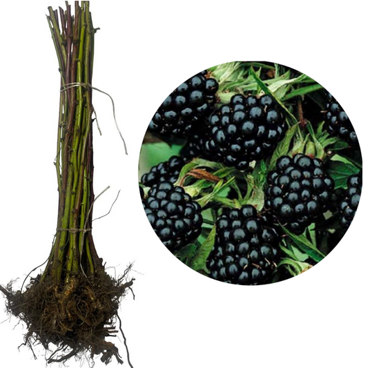 Mur fără spini - Thornfree