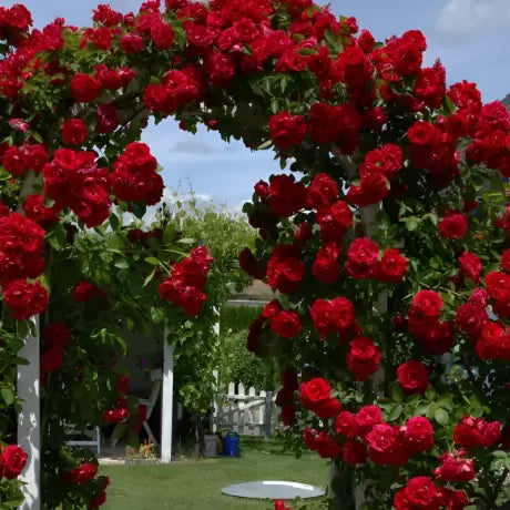 Trandafir urcator Rosu (Ghiveci, 1.75-1.90m)