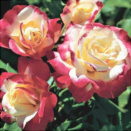 Trandafir pomișor în 2 culori - roz și alb DOUBLE DELIGHT ghiveci, inaltime intre 1.40m si 1.60m