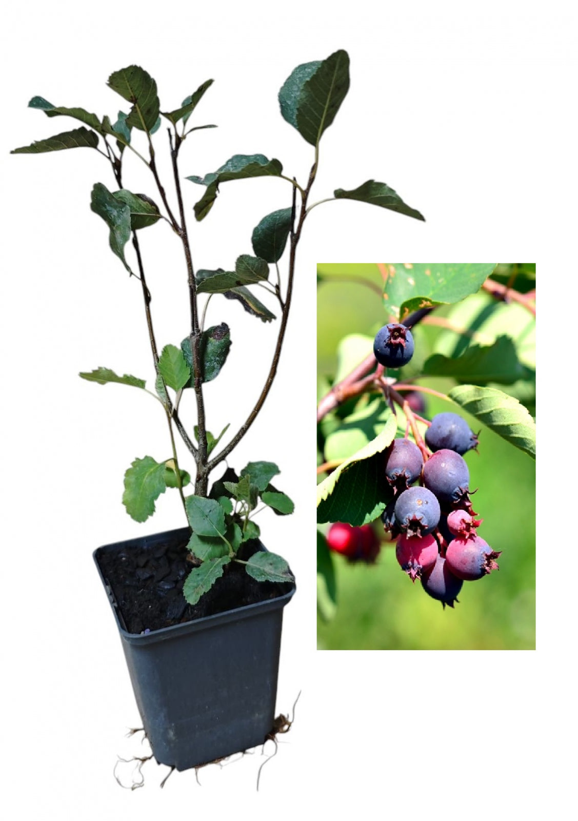 Afin Canadian Honeywood