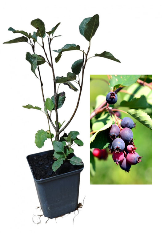 Afin Canadian Honeywood