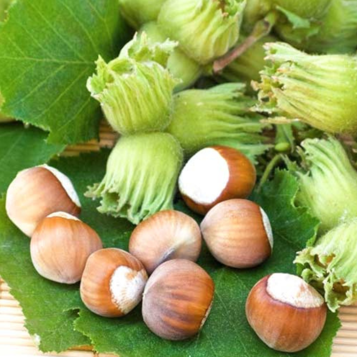 Alun Uriasul de Halle