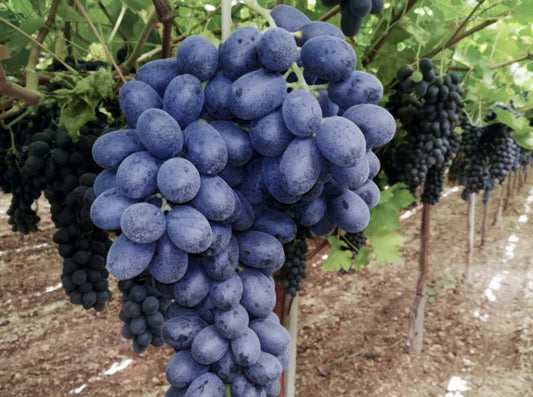 Butasi vita de vie Autumn Royal