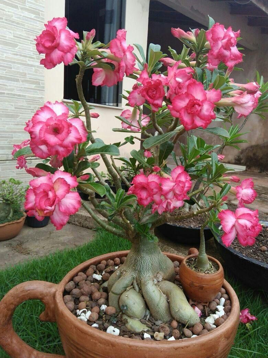 Trandafirul Desertului Adenium Obesum „Lotus”  (Ghiveci 40-70cm)