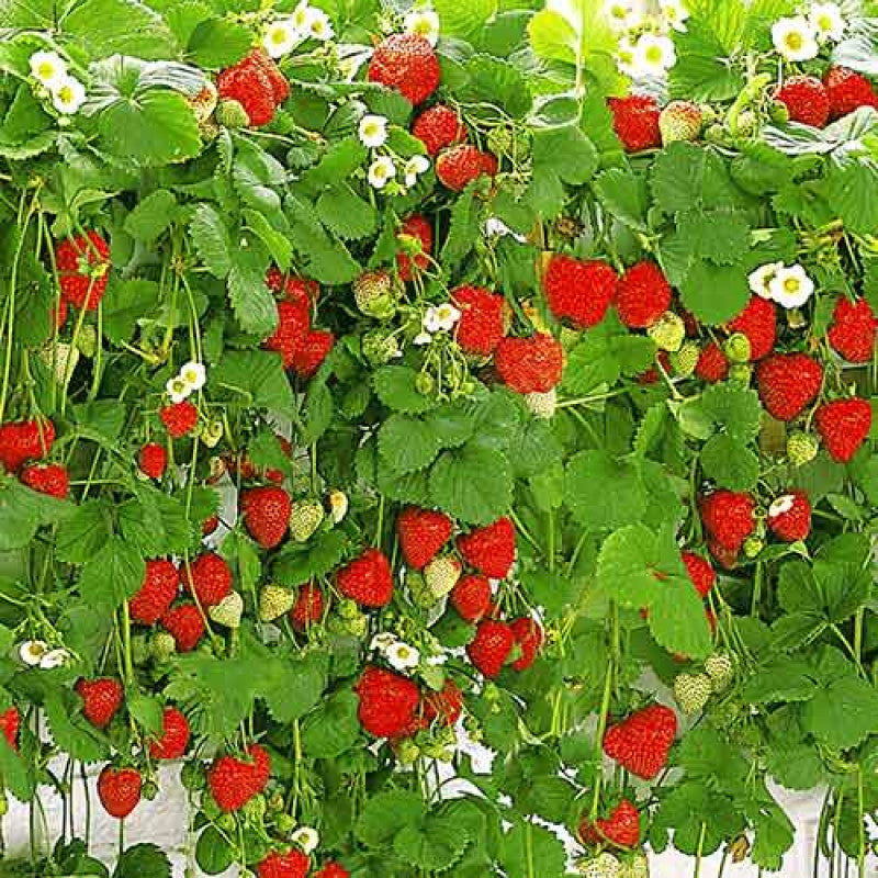 C?p?uni Atârn?toare