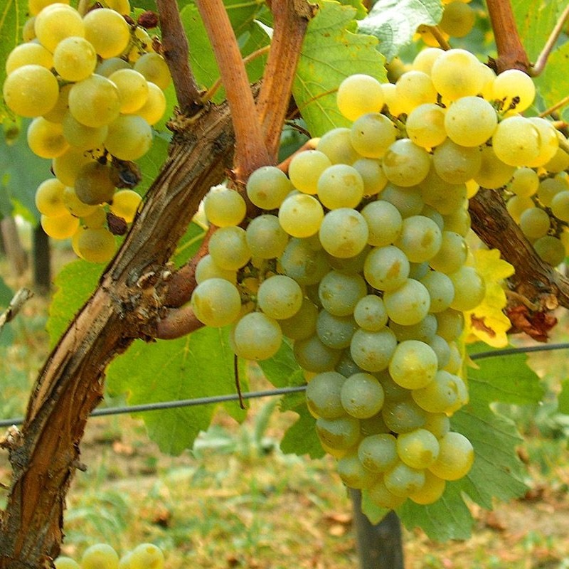 Butasi vita de vie Chardonnay