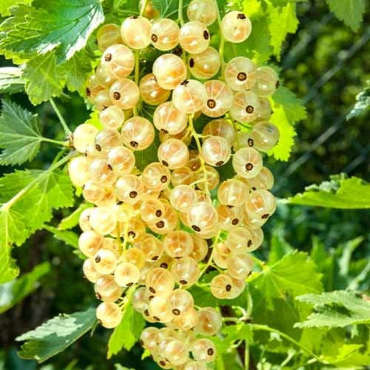 Coac?z Alb Versailles