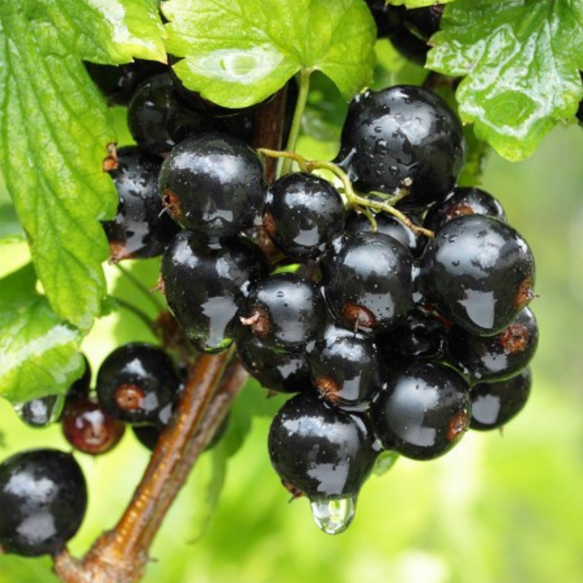 Coac?z Negru Titania