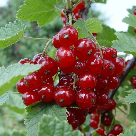 Coac?z Ro?u Tip Pom (An 3)