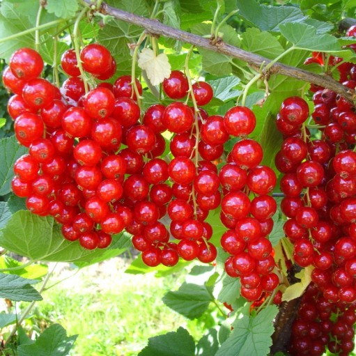 Coac?z Ro?u Jonkheer