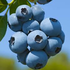 Afin de Cultur? Brigitta