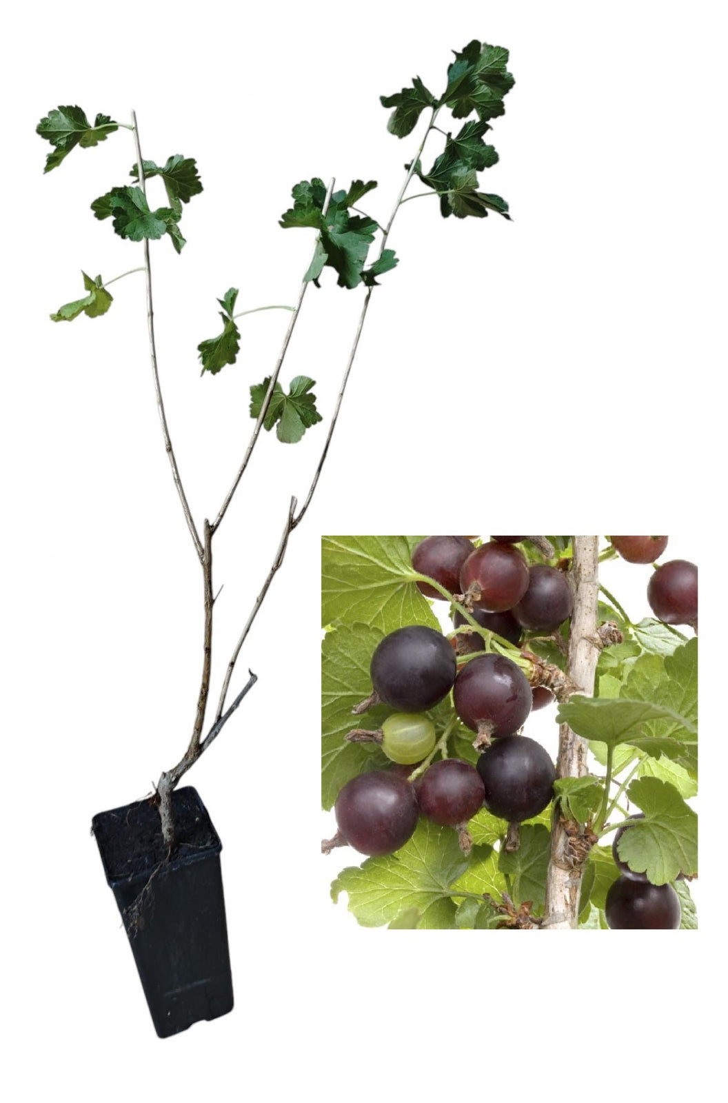 Coac?z Josta (Hibrid Agri?-Coac?z)