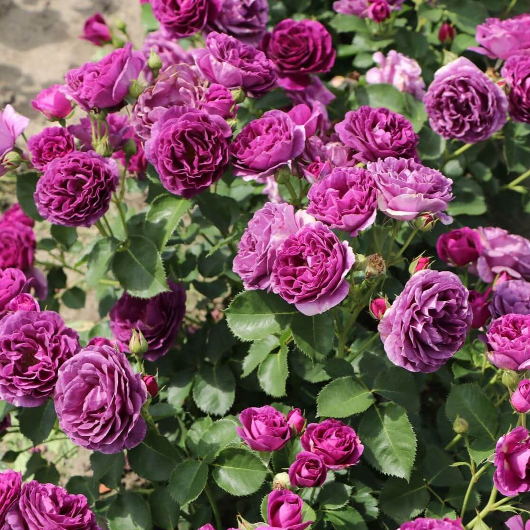 ⁠TRANDAFIR POMIȘOR MINERVA ghiveci, inaltime intre 1.40m si 1.60m