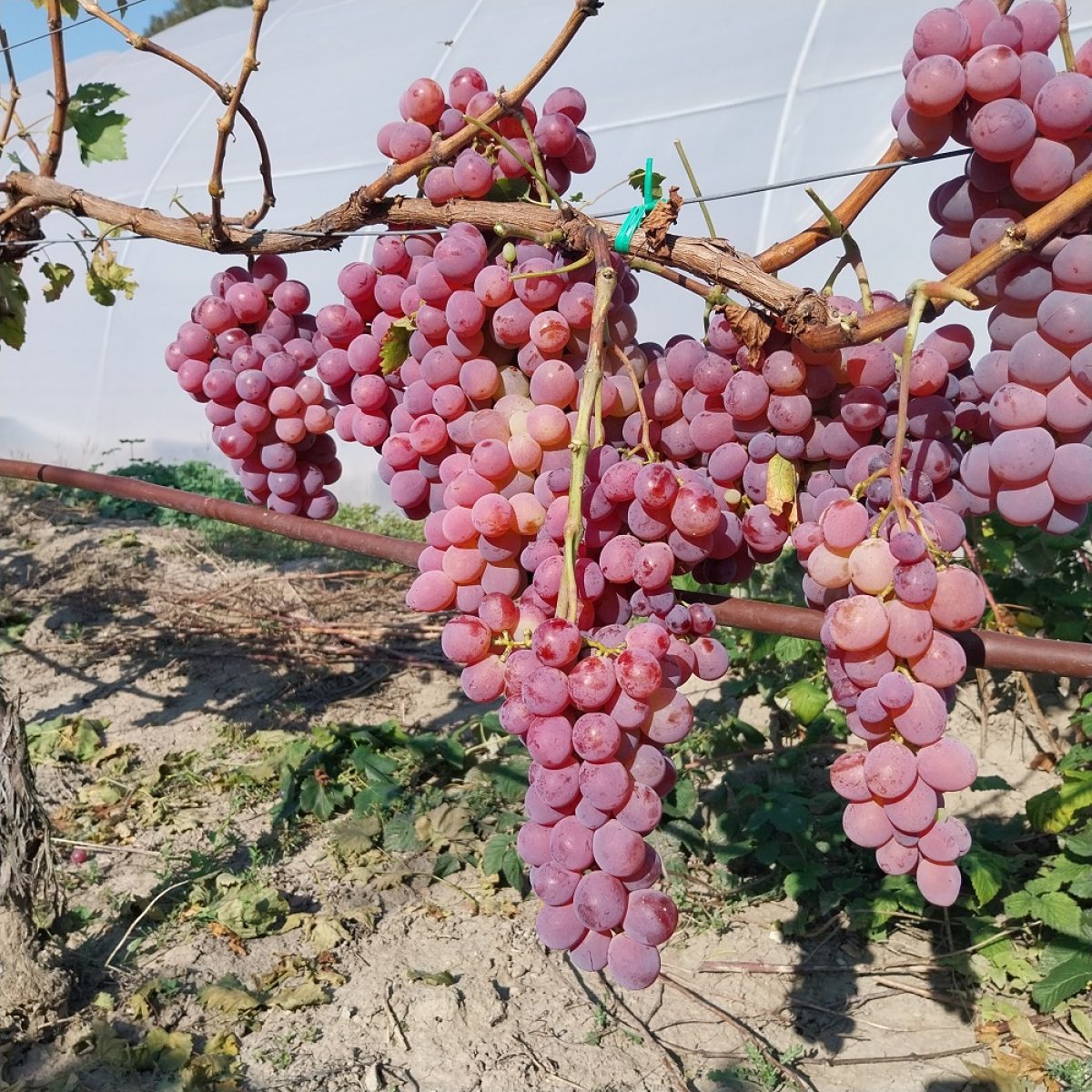 Butasi vita de vie Rambo