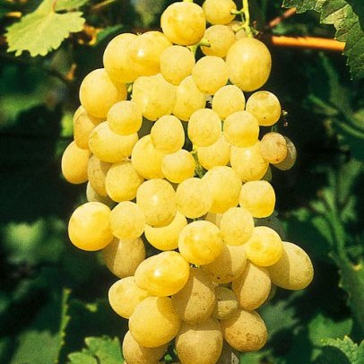 Butasi vita de vie Regina