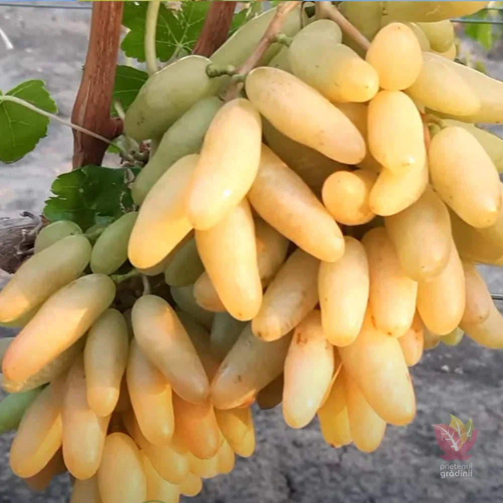 Butasi vita de vie Banana