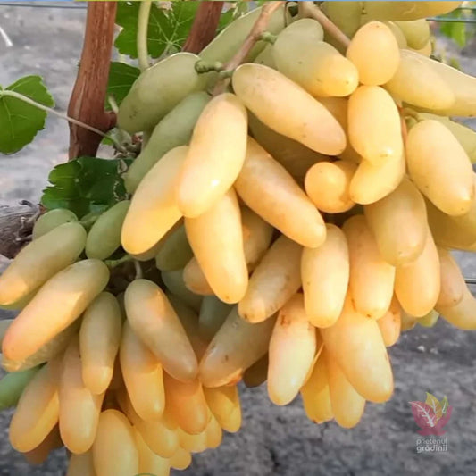 Butasi vita de vie Banana