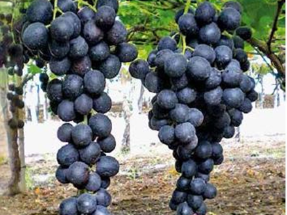 Butasi vita de vie Supernova