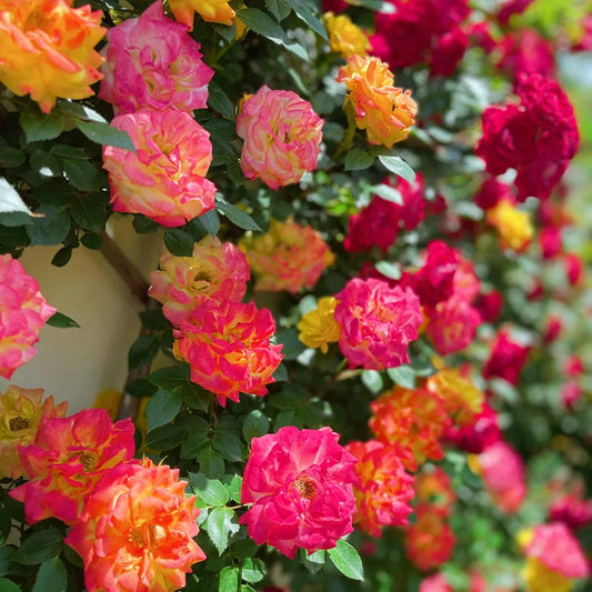 Trandafir urcator Summer Blossom (Ghiveci, 1.75-1.90m)