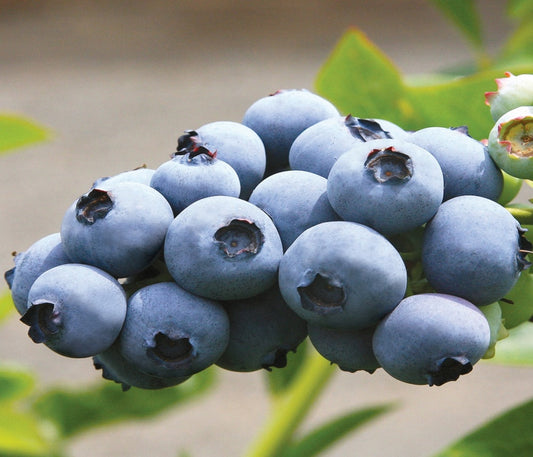 Afin de Cultur? Toro