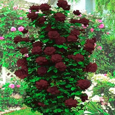 Trandafir urcator Regina Noptii (Ghiveci, 1.75-1.90m)