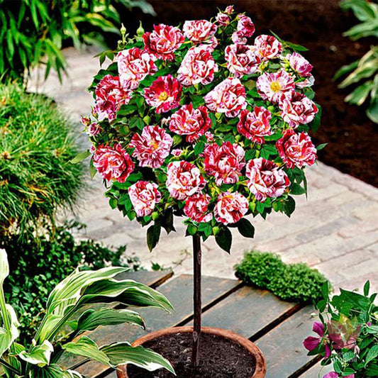 Trandafir pomișor în 2 culori - roșu și alb STRAWBERRY YOGURT ghiveci, inaltime intre 1.40m si 1.60m