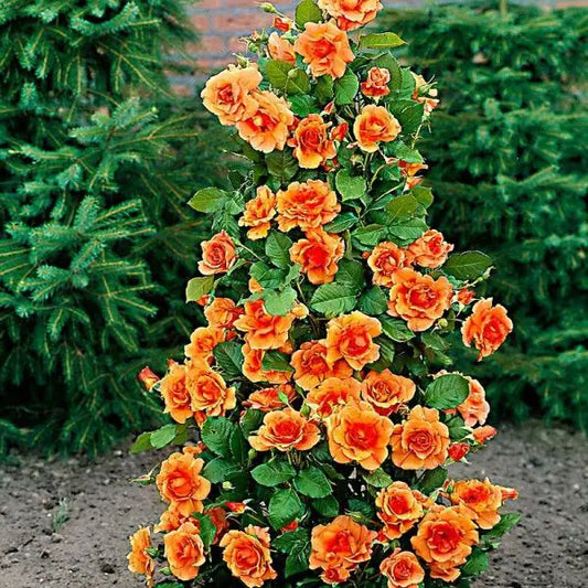 Trandafir urcator Rosu Galben (Ghiveci, 1.75-1.90m)