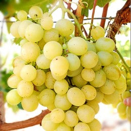 Butasi vita de vie Danlas