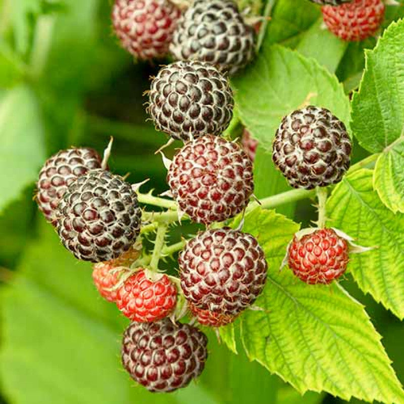 Zmeur Violet Glencoe