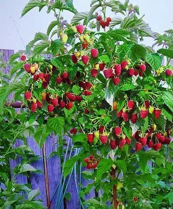 Zmeur? Tarusa Stil Pomi?or